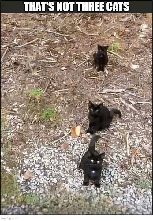 What Do You See ? | that's not three cats | image tagged in cats,optical illusion | made w/ Imgflip meme maker