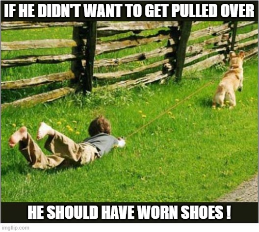 Taking Your Owner For A Drag ! | if he didn't want to get pulled over; He should have worn shoes ! | image tagged in dogs,drag,owner | made w/ Imgflip meme maker