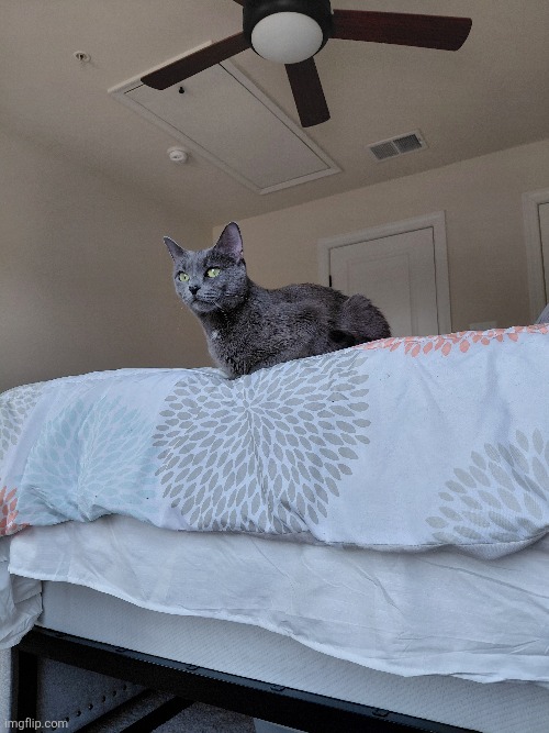 Old foster cat | made w/ Imgflip meme maker