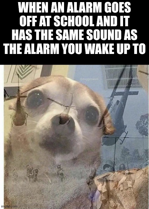 Happened to me Today | When an alarm goes off at school and it has the same sound as the alarm you wake up to | image tagged in ptsd chihuahua,fun,flashback,alarm clock,school | made w/ Imgflip meme maker