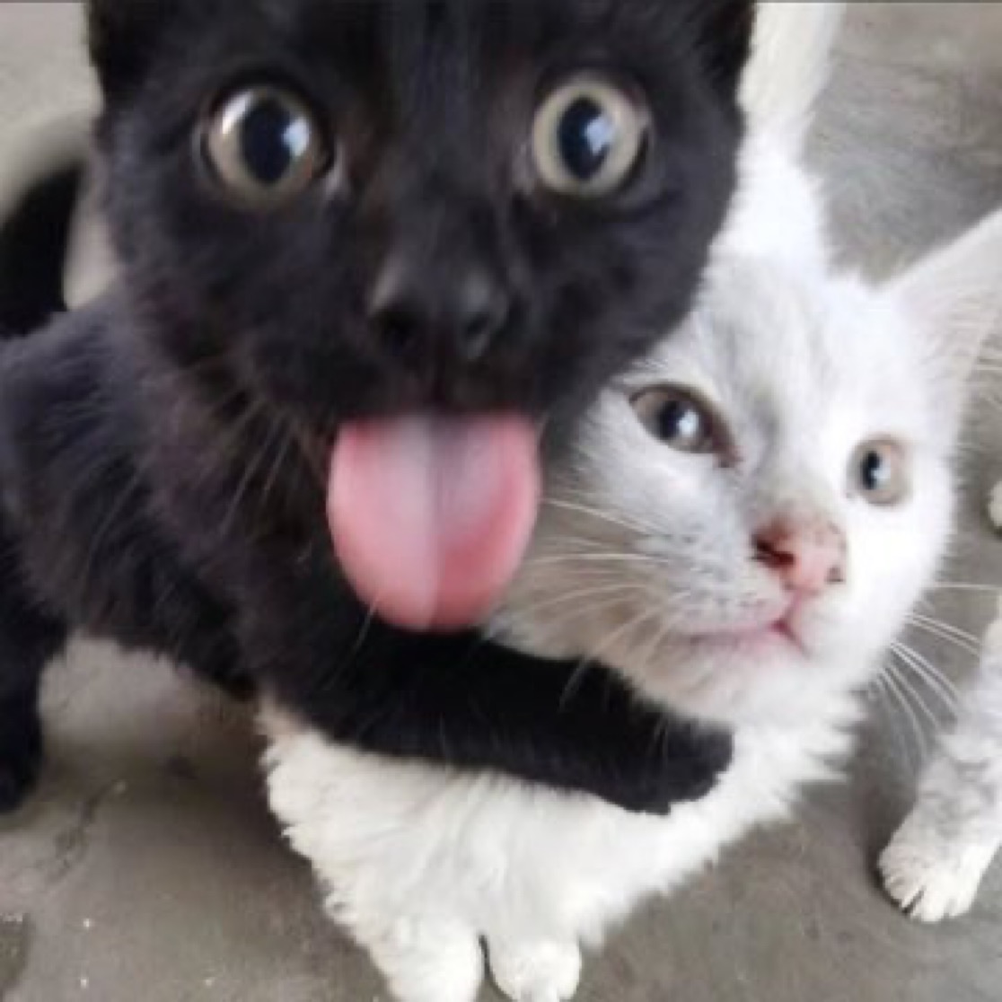 Cat silly hug Blank Meme Template