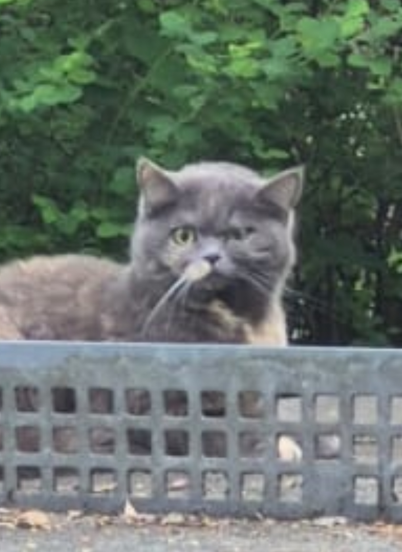 Mr Cat Blank Meme Template