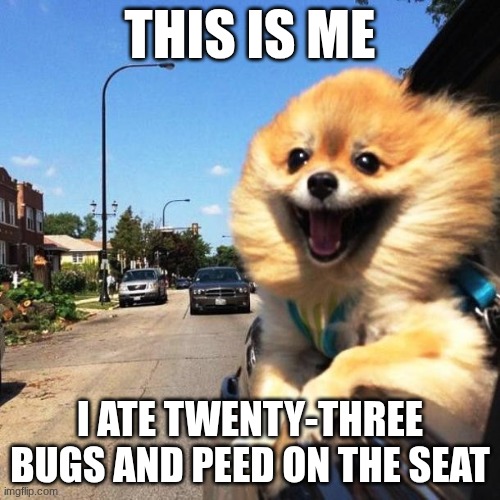 happy dog | This is me; I ate twenty-three bugs and peed on the seat | image tagged in happy dog | made w/ Imgflip meme maker