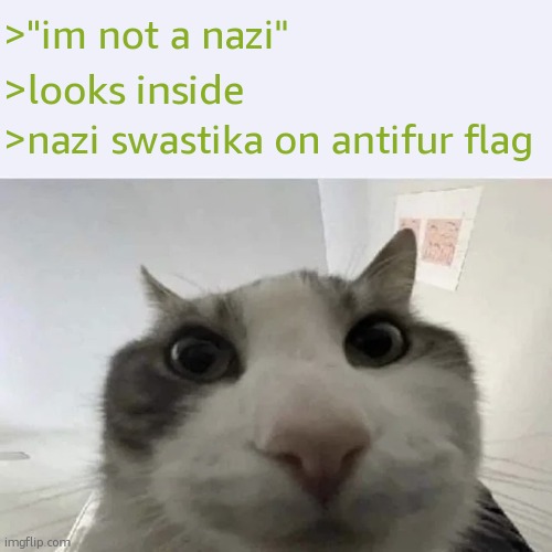 green text cat | >"im not a nazi"; >looks inside; >nazi swastika on antifur flag | image tagged in green text cat | made w/ Imgflip meme maker