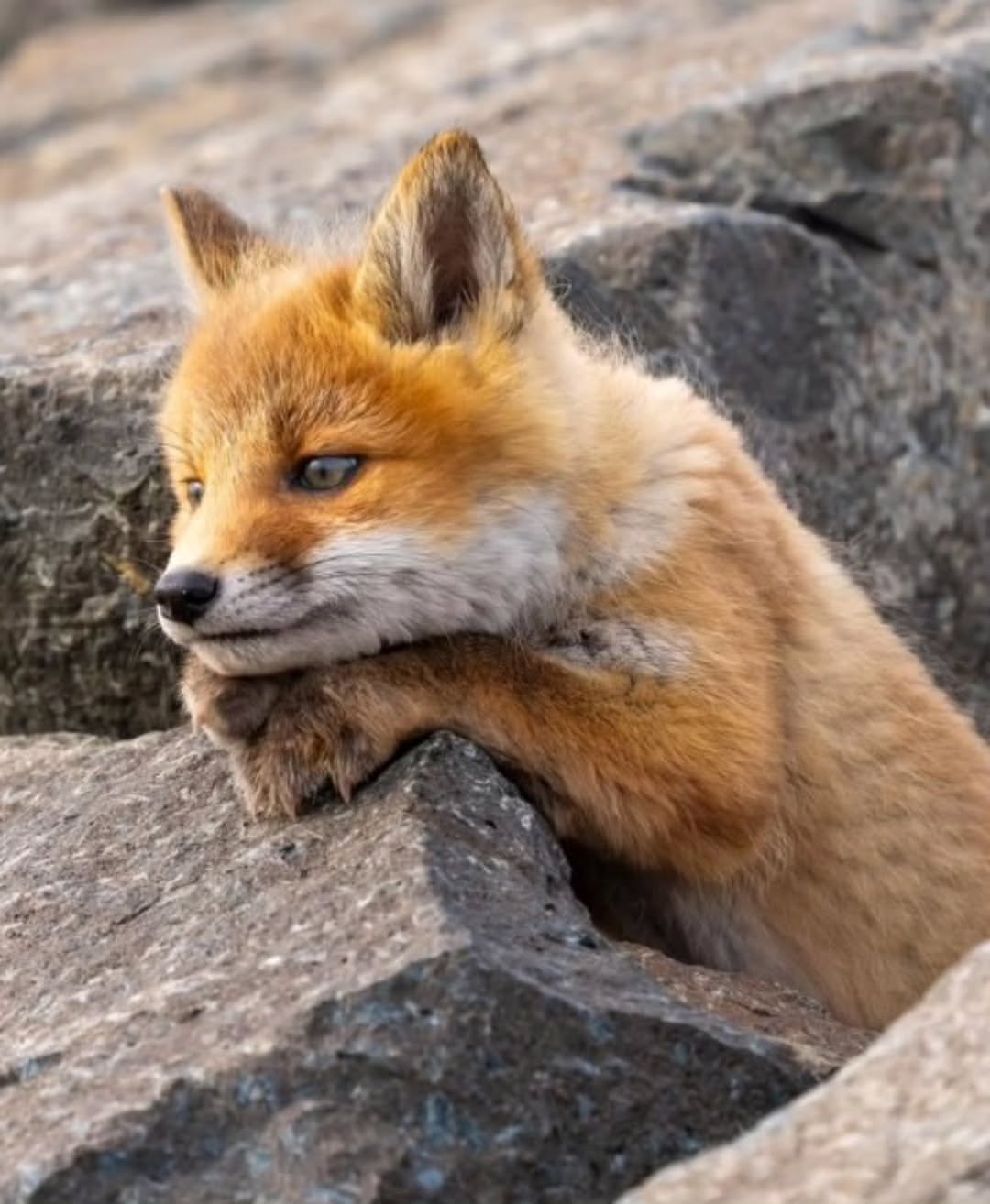 thinking fox Blank Meme Template