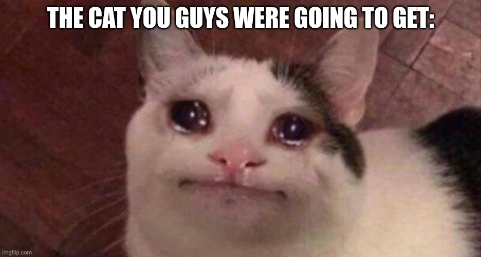 sad belu | The cat you guys were going to get: | image tagged in sad belu | made w/ Imgflip meme maker