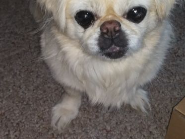 Pekingese Blank Meme Template