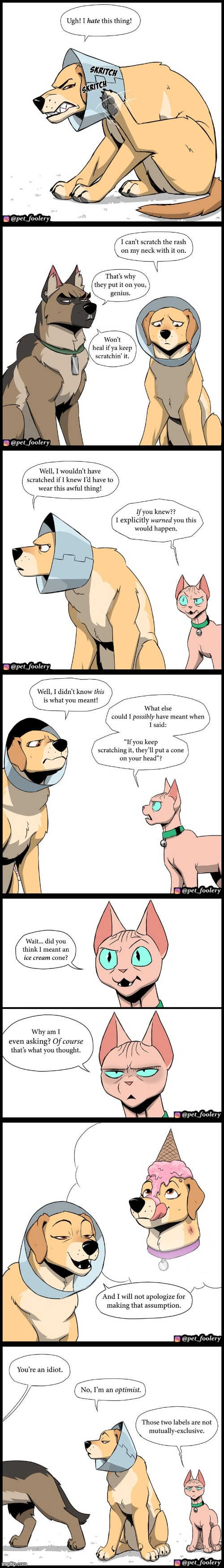 image tagged in dogs,cat,scratching,cone,ice cream cone,oof | made w/ Imgflip meme maker