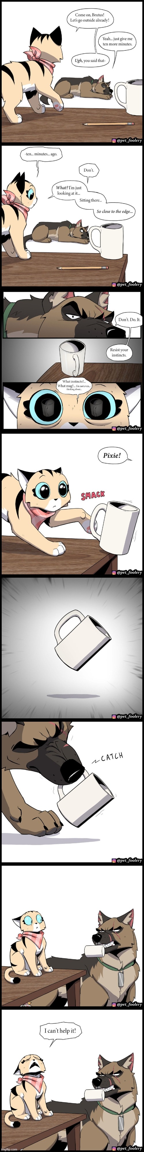 image tagged in dog,cat,mug,fall,falling,catch | made w/ Imgflip meme maker
