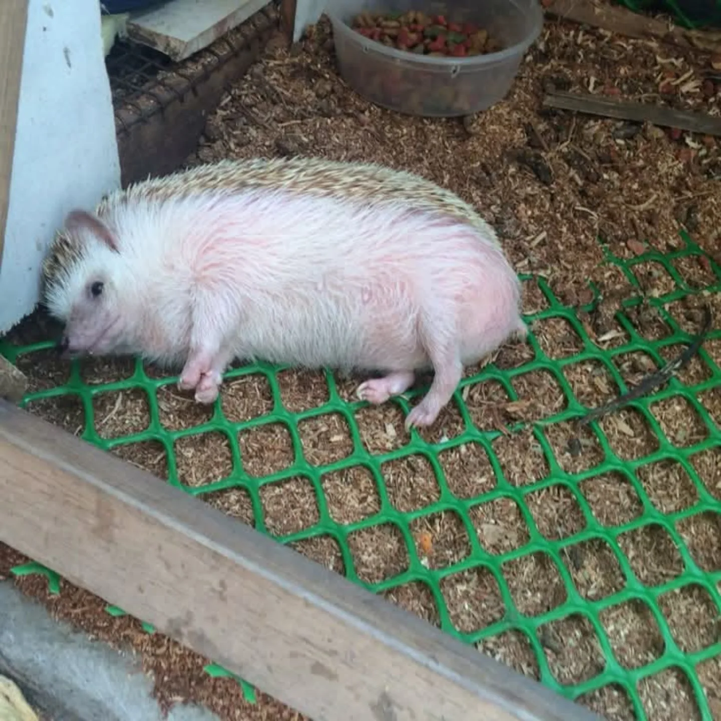 sad hedgehog Blank Meme Template
