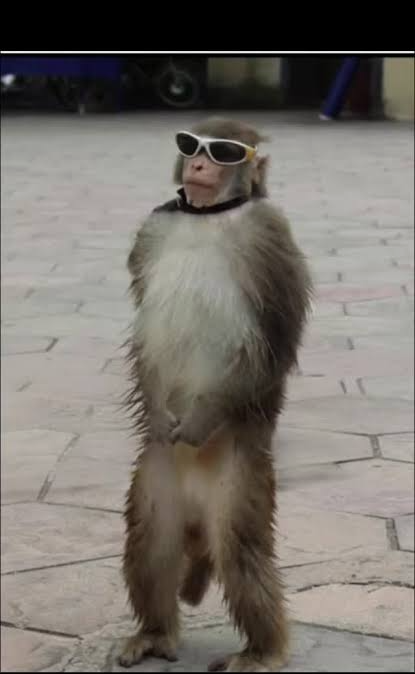 Nonchalant monkey Blank Meme Template