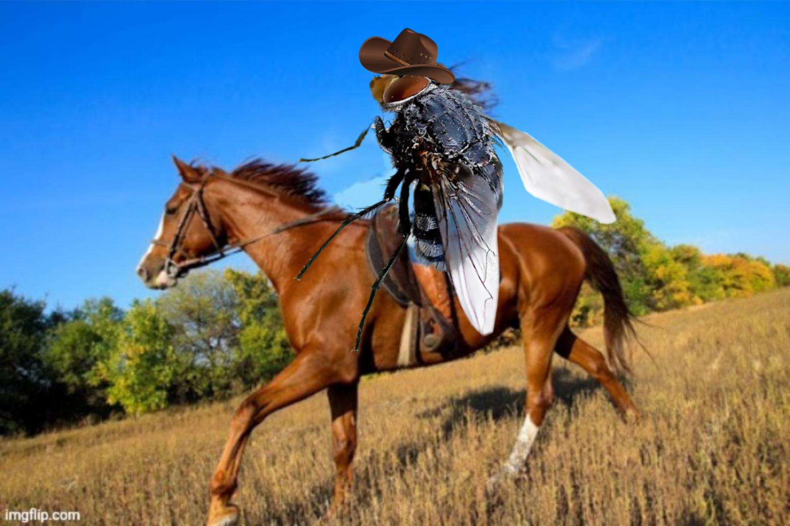 Horse Fly Blank Meme Template