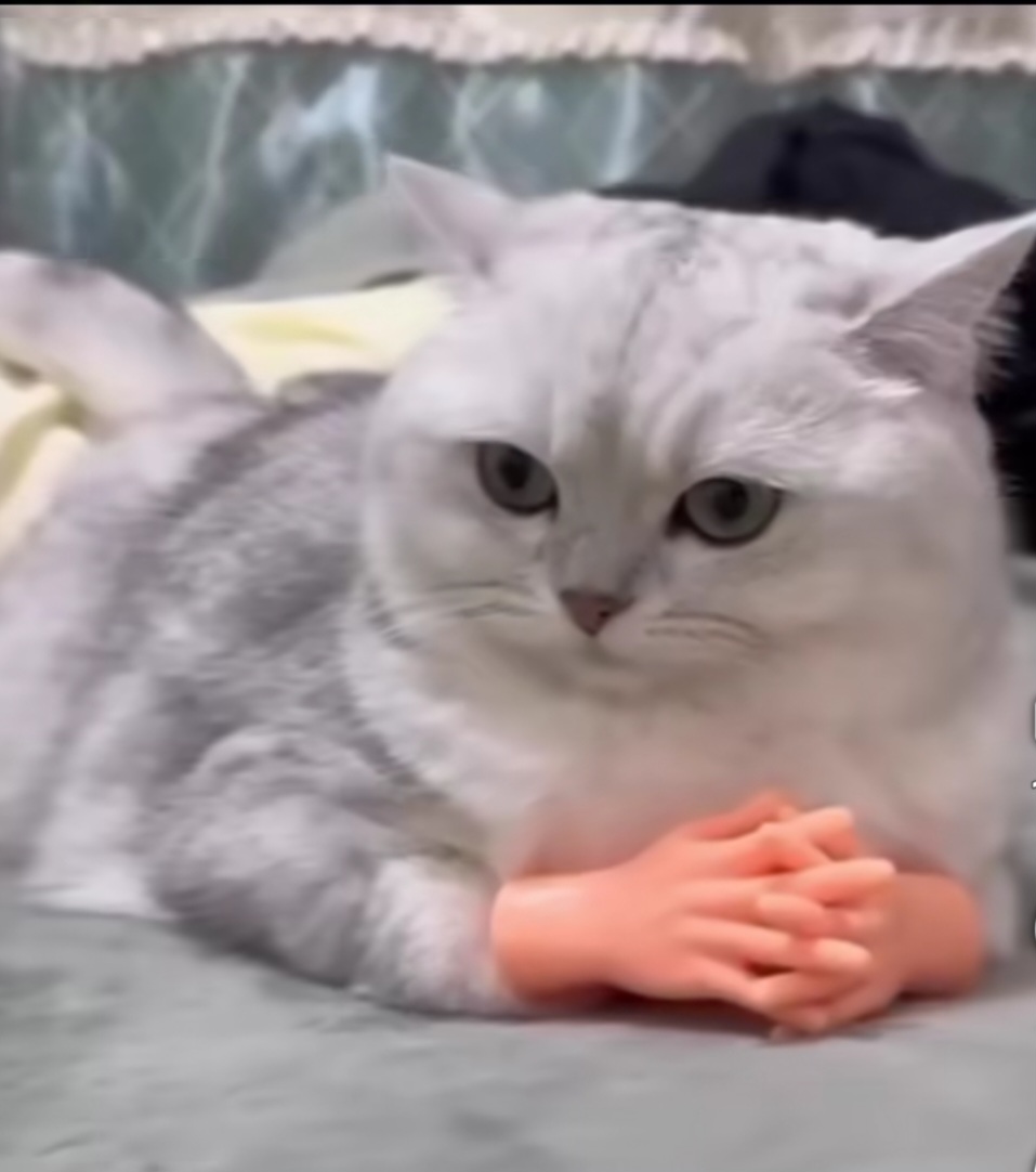 Thinking cat with hands Blank Meme Template