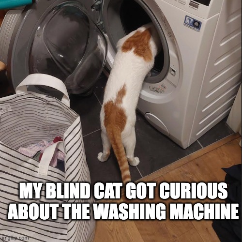 Meow | My blind cat got curious about the washing machine | image tagged in cats | made w/ Imgflip meme maker