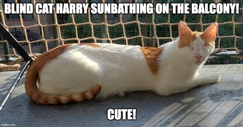So cute! | Blind cat harry sunbathing on the balcony! CUTE! | image tagged in cats,cute,sunbathing,meow | made w/ Imgflip meme maker