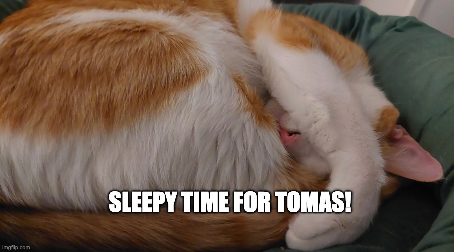 Adorable, simply adorable. | Sleepy time for Tomas! | image tagged in cats,sleep,cute | made w/ Imgflip meme maker