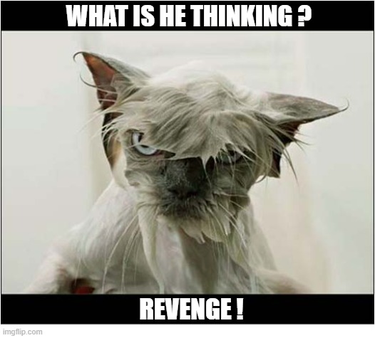 I Don't Think He Liked That Shower ... | what is he thinking ? Revenge ! | image tagged in ctas,shower thoughts,revenge | made w/ Imgflip meme maker
