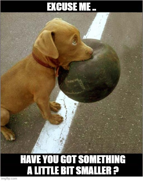 New Ball Please | excuse me .. have you got something a little bit smaller ? | image tagged in dog,puppy,ball,too big | made w/ Imgflip meme maker
