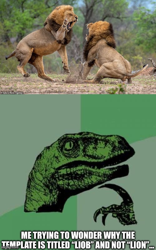 Lion | ME TRYING TO WONDER WHY THE TEMPLATE IS TITLED “LIOB” AND NOT “LION”… | image tagged in liob,lion,philosoraptor,misspelled,templates | made w/ Imgflip meme maker