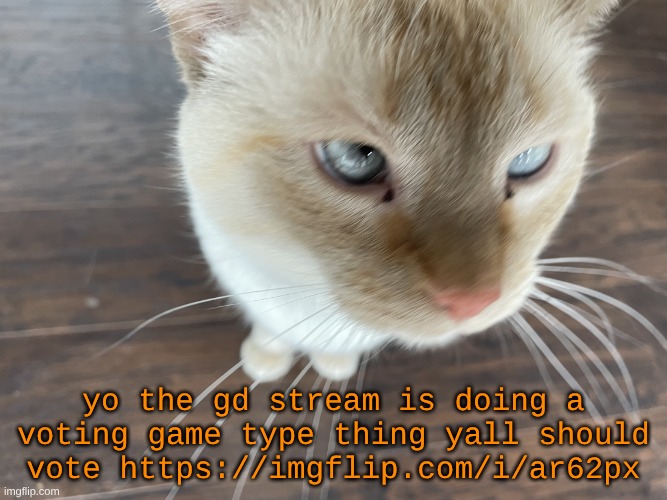 Cheze's Cat | yo the gd stream is doing a voting game type thing yall should vote https://imgflip.com/i/ar62px | image tagged in cheze's cat | made w/ Imgflip meme maker