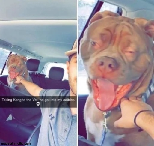 dongs in an edible | image tagged in dongs | made w/ Imgflip meme maker