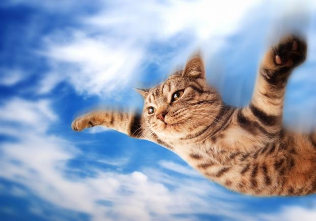 High Quality Flying-cat Blank Meme Template