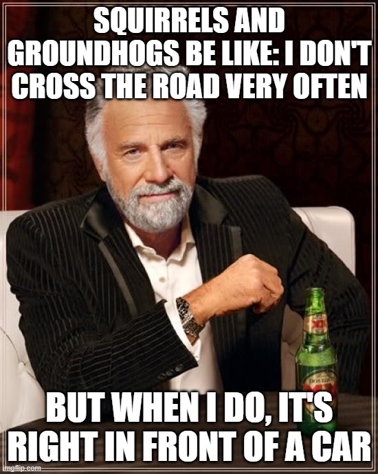 Have you ever noticed this? | squirrels and groundhogs be like: i don't cross the road very often; but when i do, it's right in front of a car | image tagged in memes,the most interesting man in the world,relatable humor | made w/ Imgflip meme maker