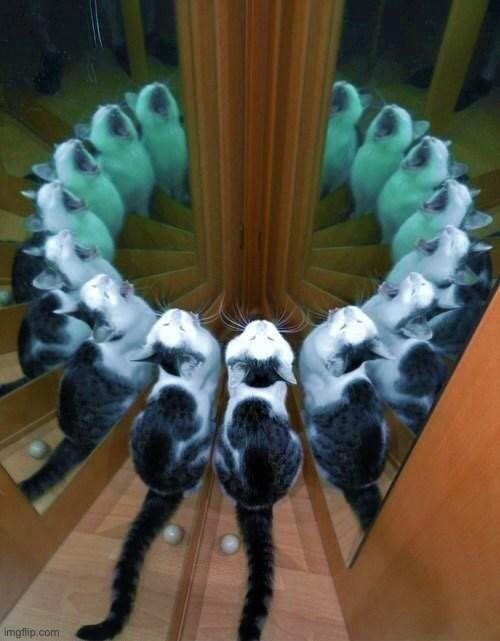 image tagged in summon cats | made w/ Imgflip meme maker