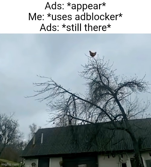 This has genuinely happened to me | Ads: *appear*
Me: *uses adblocker*
Ads: *still there* | image tagged in screaming chicken on tree | made w/ Imgflip meme maker