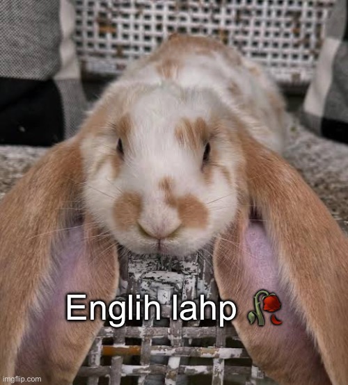 Englih lahp 🥀 | image tagged in memes,funny | made w/ Imgflip meme maker