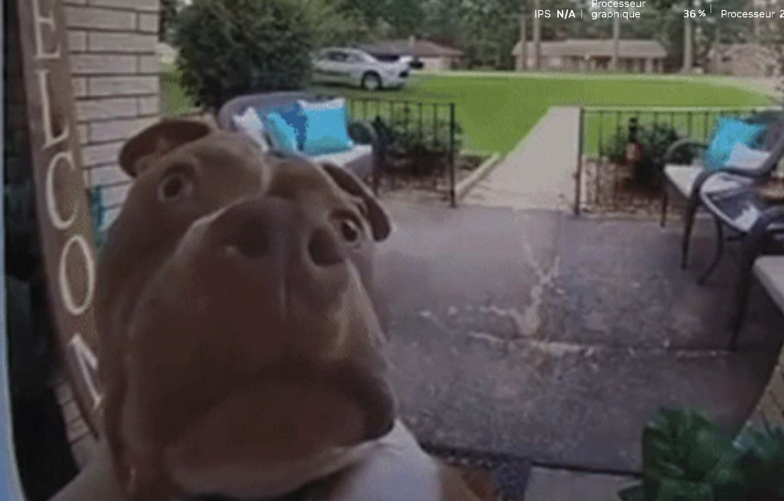 Judge dog Blank Meme Template