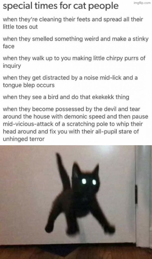 Relatable things for us cat people | image tagged in cats,funny cats,relatable memes,crazy cat,terror,glow | made w/ Imgflip meme maker