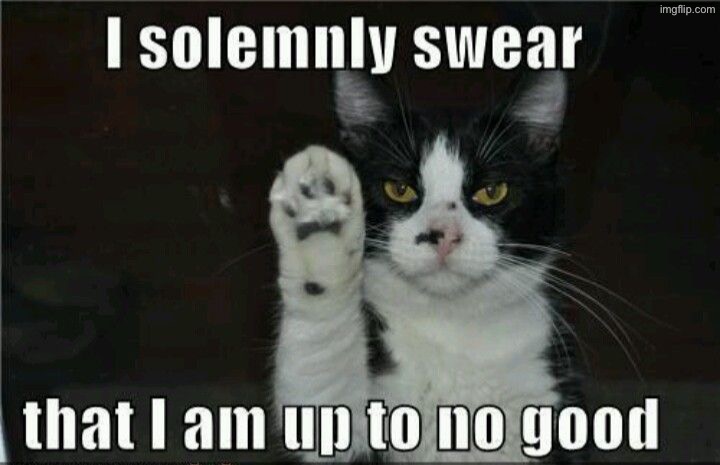 I Solemnly Swear | image tagged in cats,funny cats,i swear,mischief,the truth,cute cat | made w/ Imgflip meme maker