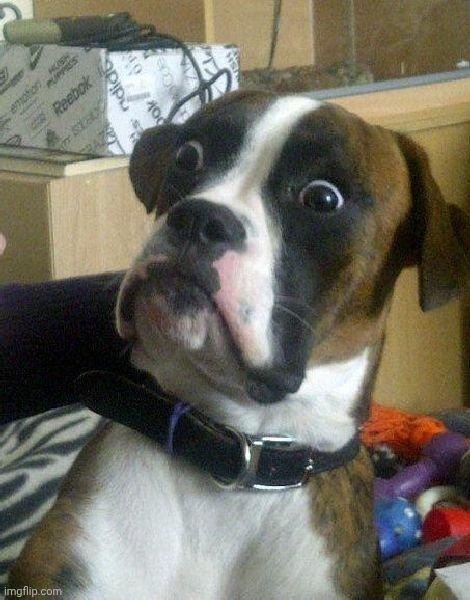 image tagged in surprised dog | made w/ Imgflip meme maker