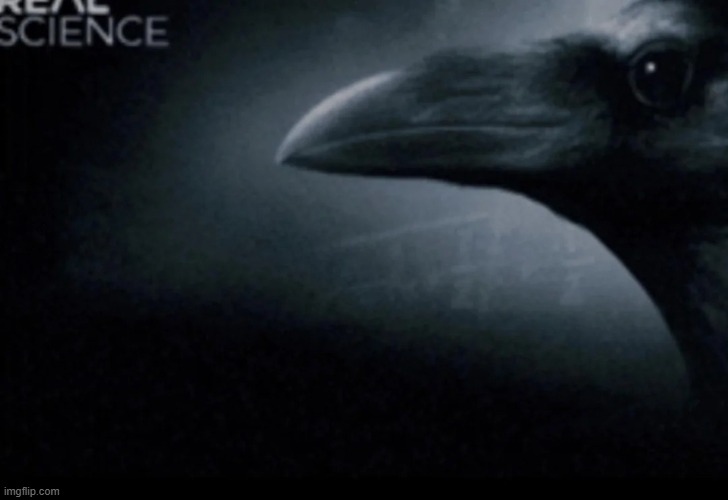 An IQ Crow Blank | image tagged in an iq crow blank | made w/ Imgflip meme maker