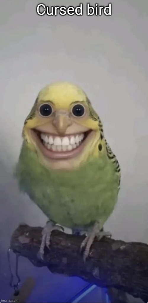 This image had me laughing for so long | Cursed bird | image tagged in 43edzm9tptyg1 jpeg | made w/ Imgflip meme maker