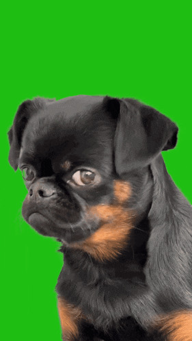 Sad dog Blank Meme Template