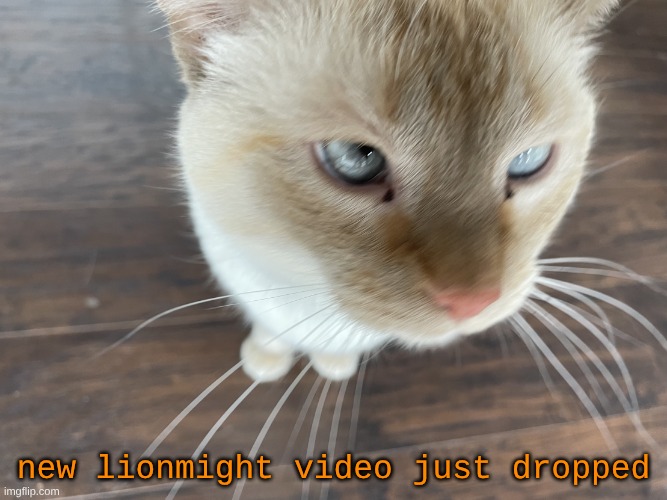 https://www.youtube.com/watch?v=vOFsE9EZ7dY | new lionmight video just dropped | image tagged in cheze's cat | made w/ Imgflip meme maker