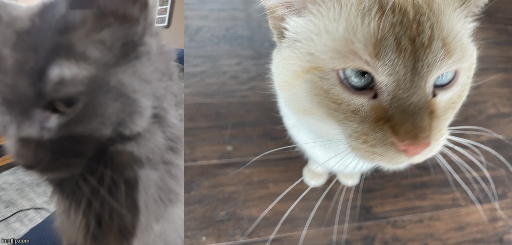 who did it better | image tagged in 32's cat,cheze's cat | made w/ Imgflip meme maker