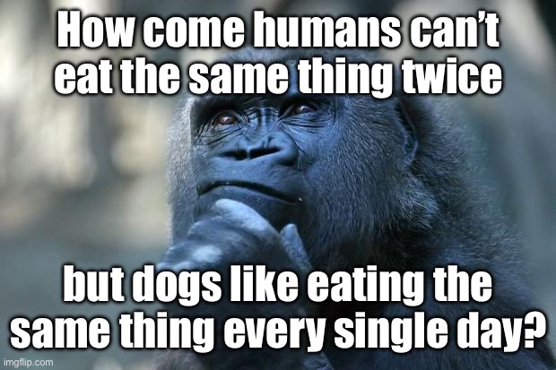 That’s a good question though. | How come humans can’t eat the same thing twice; but dogs like eating the same thing every single day? | image tagged in deep thoughts | made w/ Imgflip meme maker