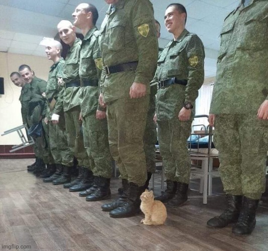 Cat soldier | image tagged in cat soldier | made w/ Imgflip meme maker