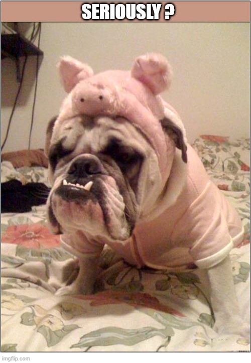 A Tough Looking Bulldog ! | seriously ? | image tagged in dogs,bulldog,pig,costume | made w/ Imgflip meme maker