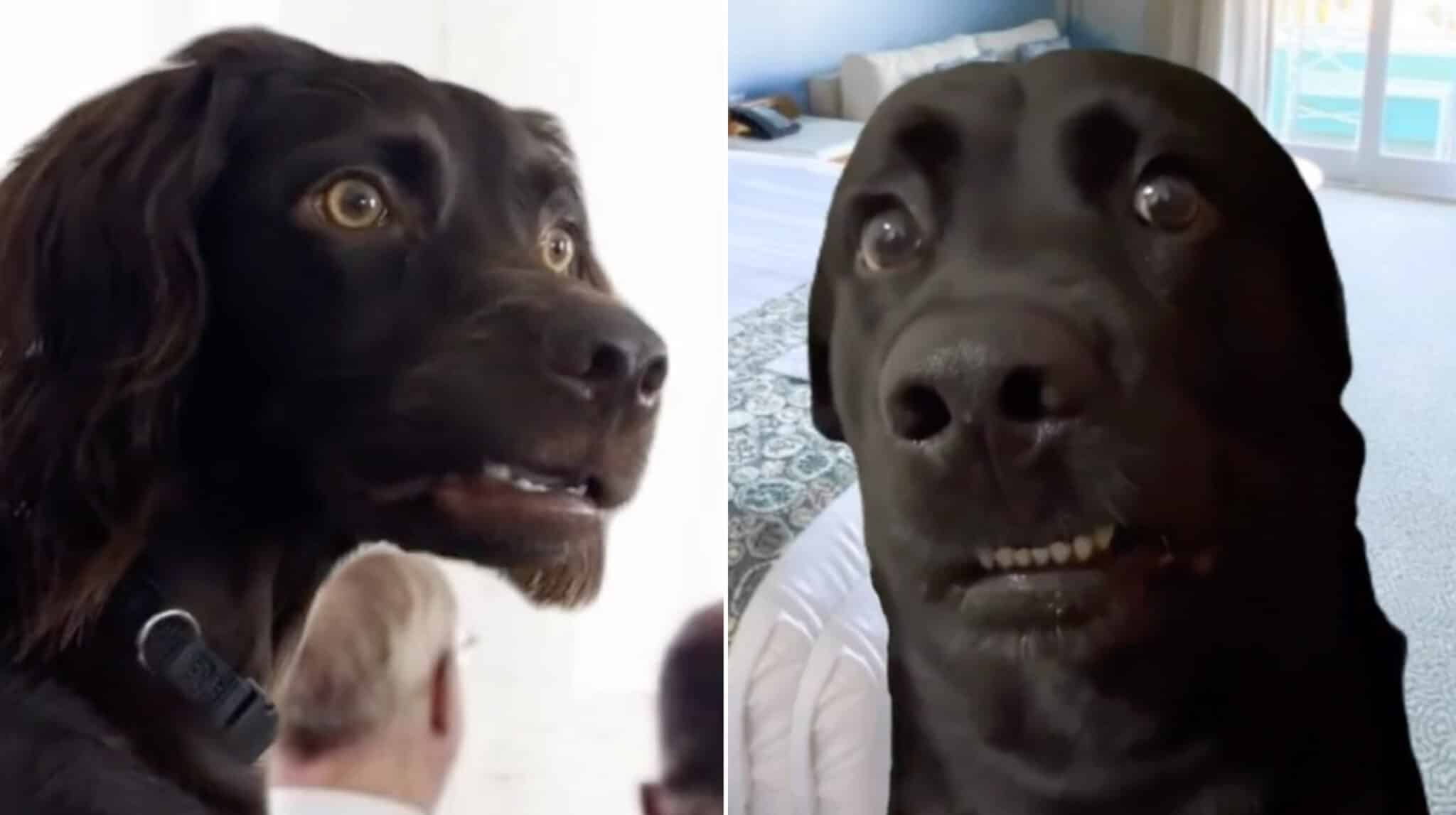 confused dog Blank Meme Template