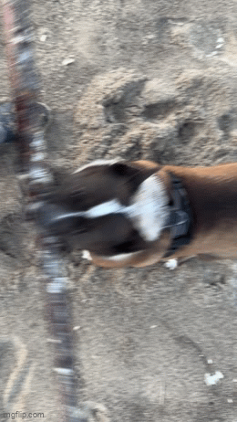 arah54.gif