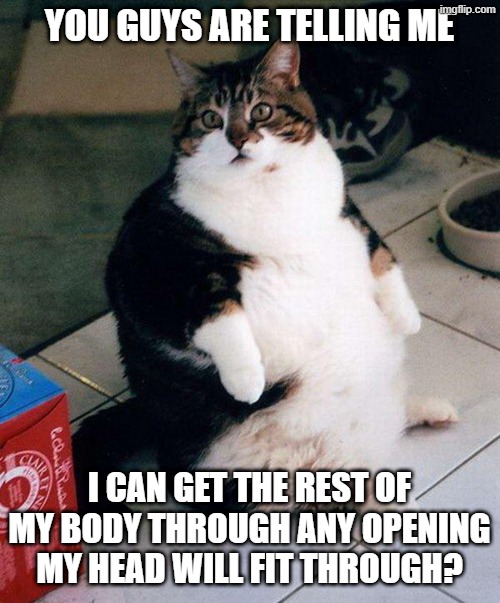 fat cat | you guys are telling me i can get the rest of my body through any opening my head will fit through? | image tagged in fat cat | made w/ Imgflip meme maker
