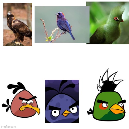 The actual species of the angry birds overstuffed birds | image tagged in blank | made w/ Imgflip meme maker