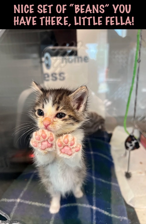 He even has a bean for a nose | Nice set of “beans” you 
have there, little fella! | image tagged in cats,kitten,feet,toes,beans,nice set | made w/ Imgflip meme maker