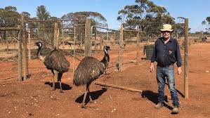 emu farmer Blank Meme Template