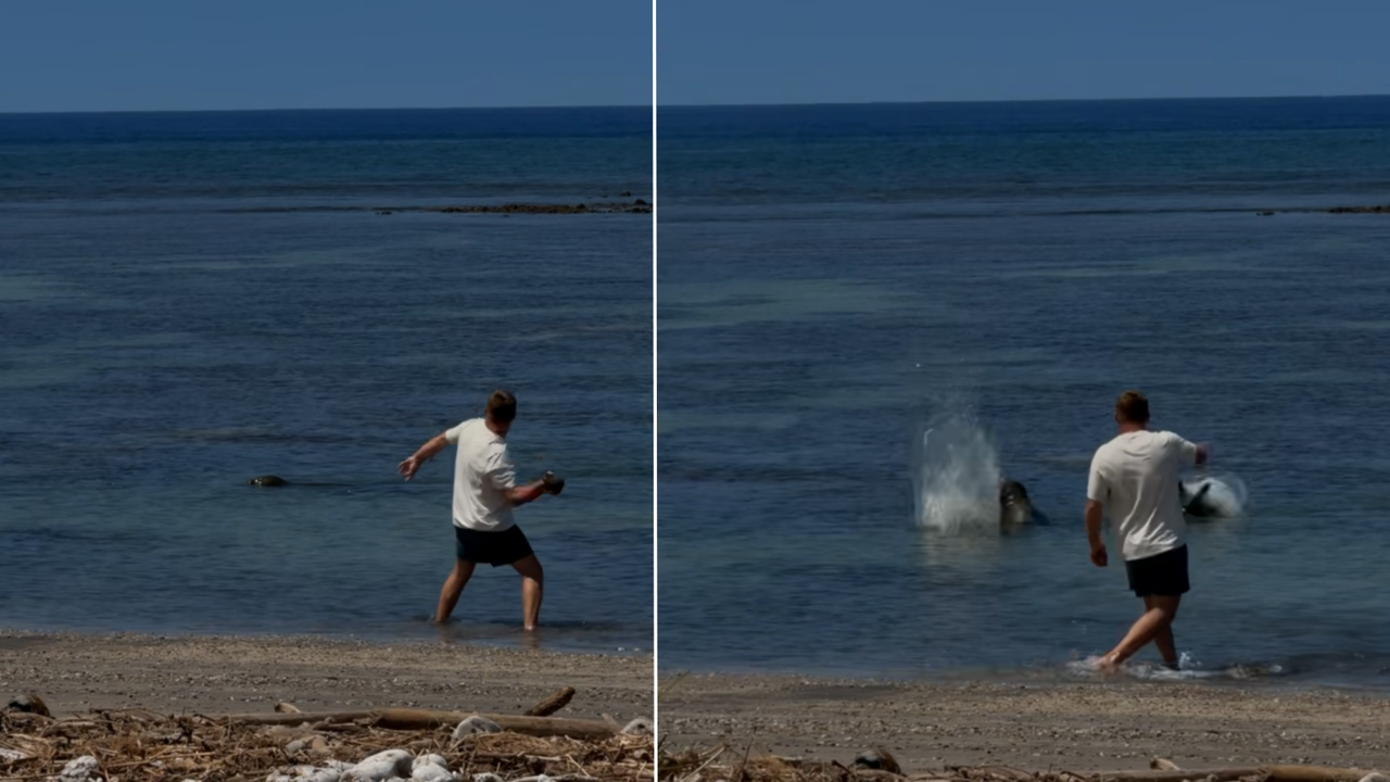 Man throwing rock at seal Blank Meme Template