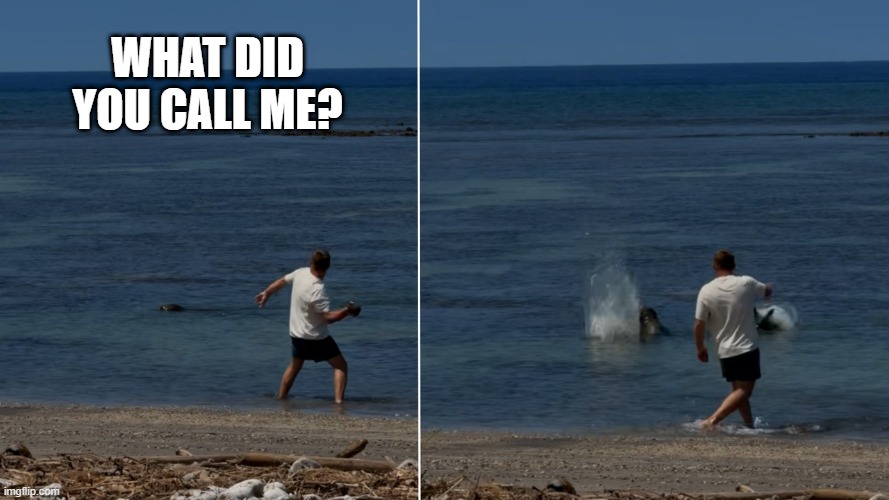 Rock at seal | what did you call me? | image tagged in man throwing rock at seal | made w/ Imgflip meme maker